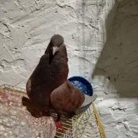 کفتر یا کبوتر|پرنده|رباط‌کریم, شترخوار|دیوار