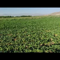 یک هکتار زمین جا چغندر