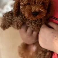 توی پودل کوچولو