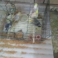 فروش عروس هلندی جوجه