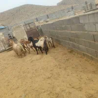 فروش بز کهره دار درجه یک جوان|حیوانات مزرعه|پاسارگاد, |دیوار