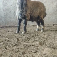 قوچ بره