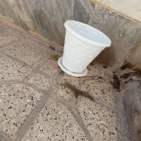 گلدان پلاستیکی