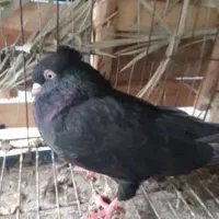 کبوتر سیاه ابادانی|پرنده|امیدیه, |دیوار