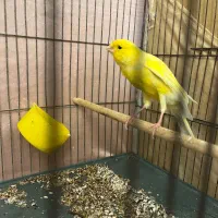 قناری|پرنده|محمدیه-قزوین, |دیوار