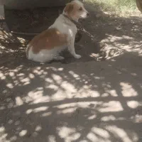 سگ پاکوتاه