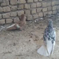 هفرنگ دم سفید .
