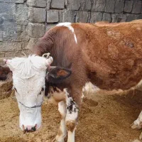 گوساله جنس خوب