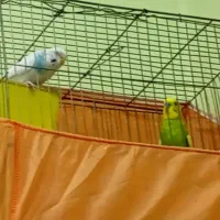 پرنده|پرنده|عباس‌آباد, |دیوار