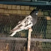 کله قهوه ای نر هوایی