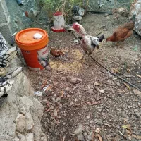 مرغ مینا توری چینی|پرنده|آسمینون, |دیوار
