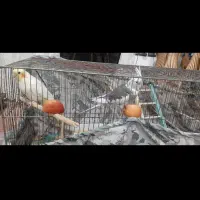 فروش عروس هلندی|پرنده|نقده, |دیوار