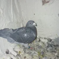 جفت‌کبوتر‌مگس‌نر‌ابلق‌مگس‌ماده