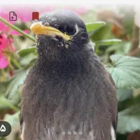 مرغ مینا بازیگوش