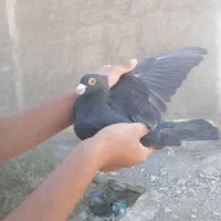 کفتر|پرنده|خرمشهر, |دیوار