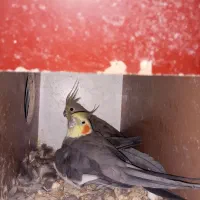 عروس هلندی