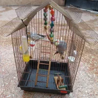 عروس هلندی مولد