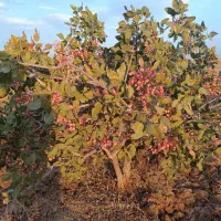 فروش باغ کشاورزی پسته احمدآقای  با سهمیه آب چاه|فروش دفتر صنعتی، کشاورزی، تجاری|نیریز, |دیوار