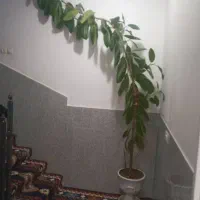 یک عددگل باگلدان سرامیکی|گل و گیاه طبیعی|فارسان, |دیوار