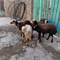 بره ماده افشار|حیوانات مزرعه|بروجرد, |دیوار