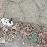 فروش خرگوش نر وماده