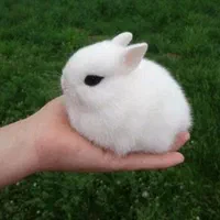 پانسیون نگهداری فروش لوپ مینیاتوری خرگوش|موش و خرگوش|اصفهان, بیدآباد|دیوار