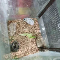 همستر مینیاتوری با پدر و مادر|موش و خرگوش|تهران, شادآباد|دیوار