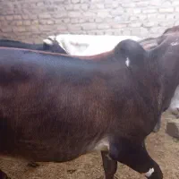 گوساله