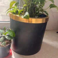 گلدان بزرگ مشکی لبه طلایی با خاک
