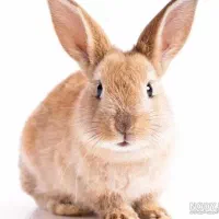 فروش بچه خرگوش قهوه ای بسیار زیبا