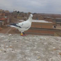 کفتر|پرنده|اسفراین, |دیوار