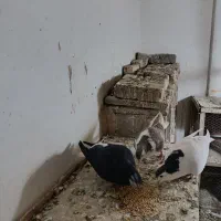 فروش یا معاوضه