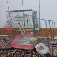 عروس هلندی ابلغ دستی ، سخنگو با قفس و لوازم کامل|پرنده|فولادشهر, سایت صنعتی کاوه|دیوار