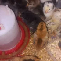 فروش جوجه محلی