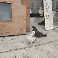 کفتر|پرنده|هریس, |دیوار