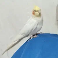 گمشده