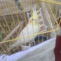 جوجه عروس هلندی