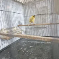 قناری نر بسیار زیبا