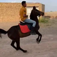 مادیان مشکی ۹ ماه ابستن