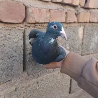 کفتر سبز  کلایی نر پلنگ ماده زاغ دمسفید ماده|پرنده|کرمان, |دیوار