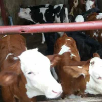 دامزنده قرینطنه شده گوساله پرواری|حیوانات مزرعه|تهران, جوادیه تهرانپارس|دیوار