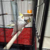 عروس هلندی|پرنده|ارومیه, |دیوار