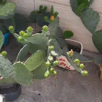 کاتوس میوه دار