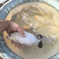 پک ماهی کوی ده عددی