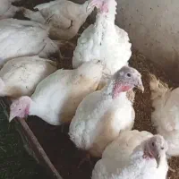 بوقلمون گوشتی|حیوانات مزرعه|بانه, |دیوار