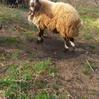 شیشک قوچ همو 1/5ساله