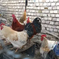 خروس سالم و درشت