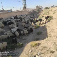 گله میش وبز جوان یک صاحب  برای مالداری  وپرواری