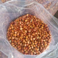 سنجد|خوردنی و آشامیدنی|شاهین دژ, |دیوار