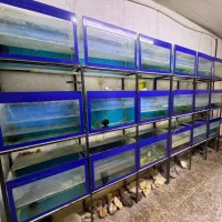 اکواریوم به همراه پایه|ماهی|ساری, |دیوار